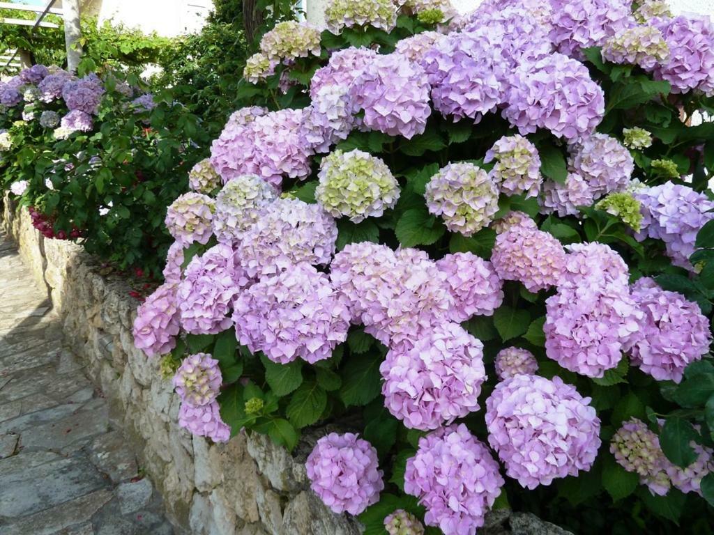 Nice Apartment & Room In Cavtat Ngoại thất bức ảnh
